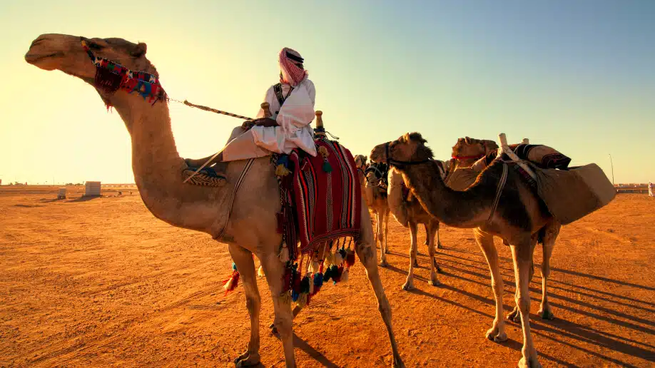 Saudi Arabia Camels In The Desert